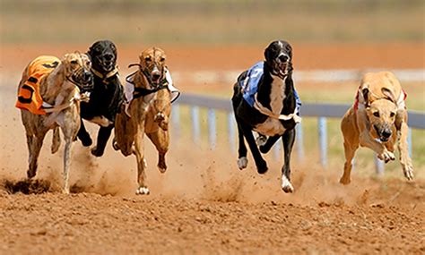 henlow results|Henlow Greyhound Race Results .